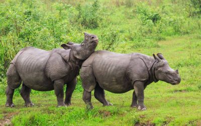 About Kaziranga National Park in Assam