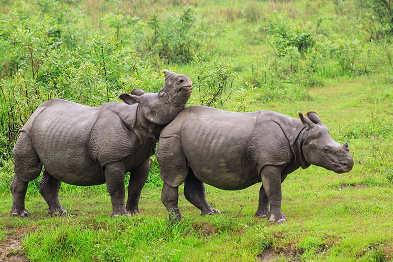 Kaziranga National Park in Assam