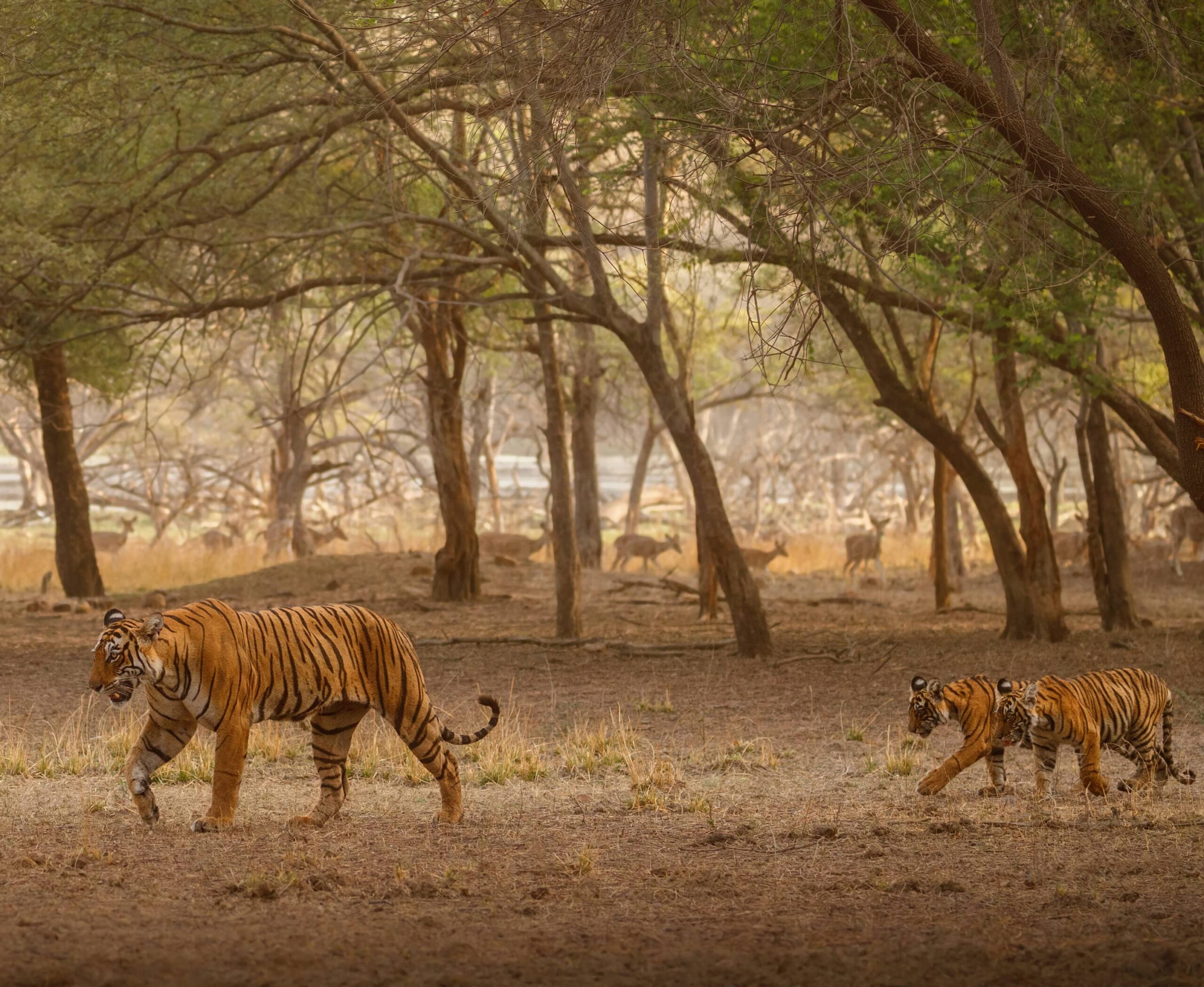 Assam Manas National Park - Jungletic