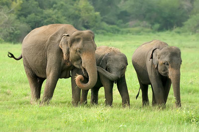 Assam Manas National Park