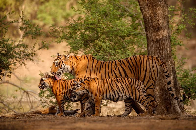 Assam Tiger Reserve - Jungletic