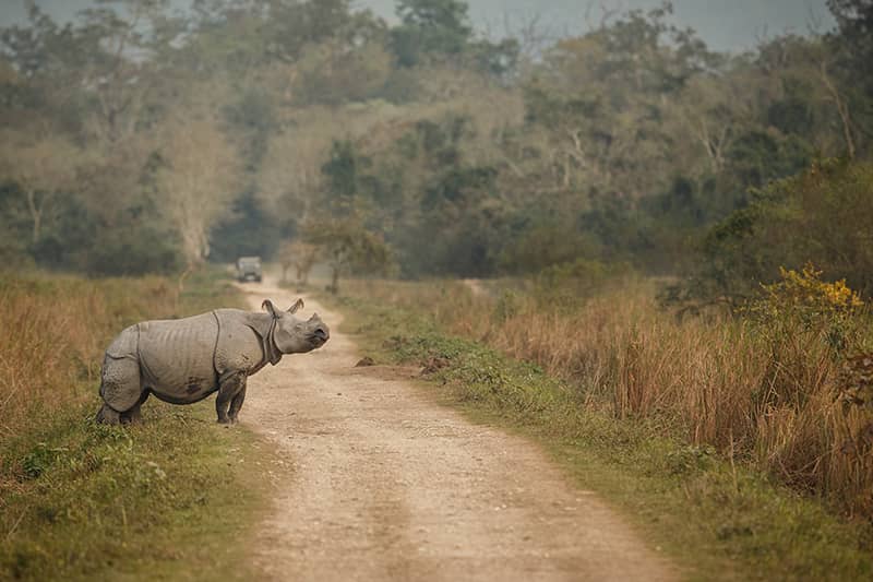 Bеst Timе to Visit Kaziranga National Park