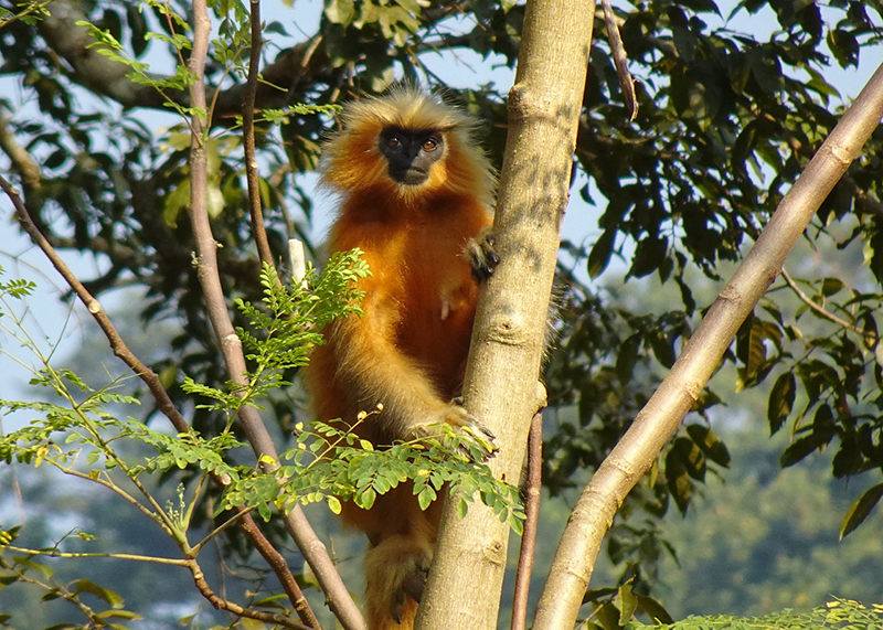 Golden Langur in Manas National Park