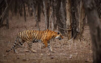 Best Kabini Places to Visit: A Comprehensive Guide