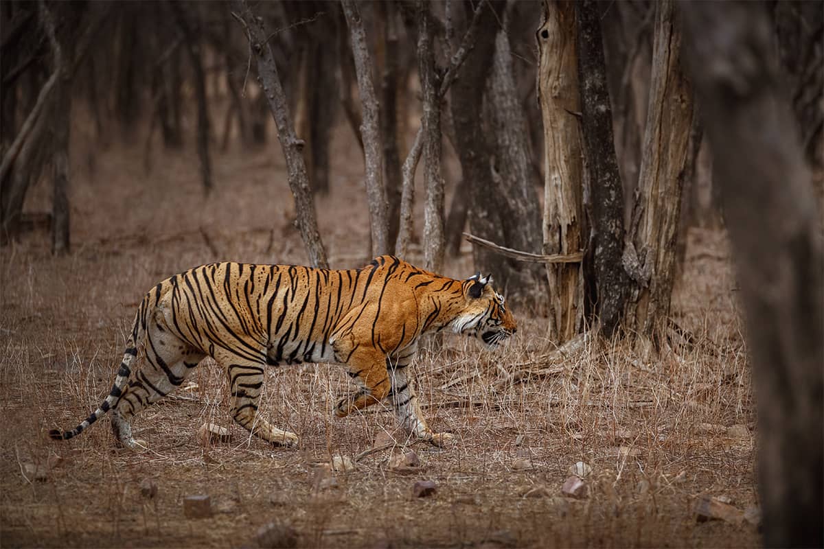 Kabini Places to Visit