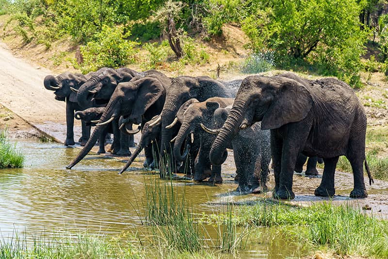 Kerala Periyar National Park