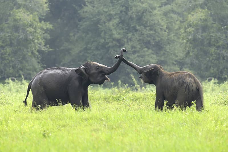 Manas National Park - Jungletic