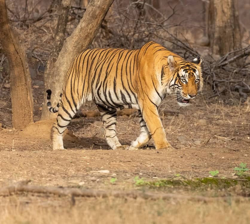 Manas Tiger Reserve Assam