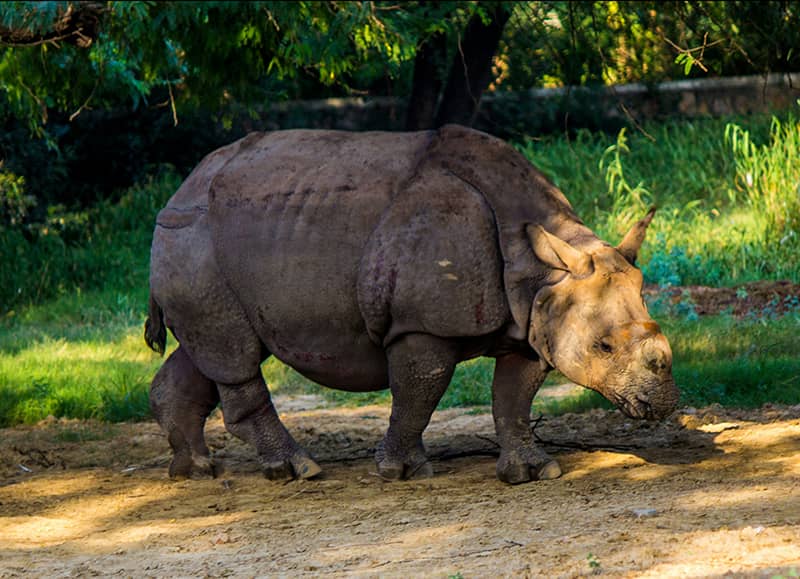 About Kaziranga National Park Assam