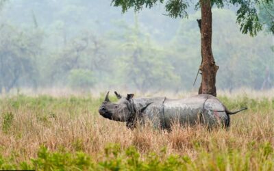 Pobitora National Park Assam: A Hidden Wildlife Sanctuary