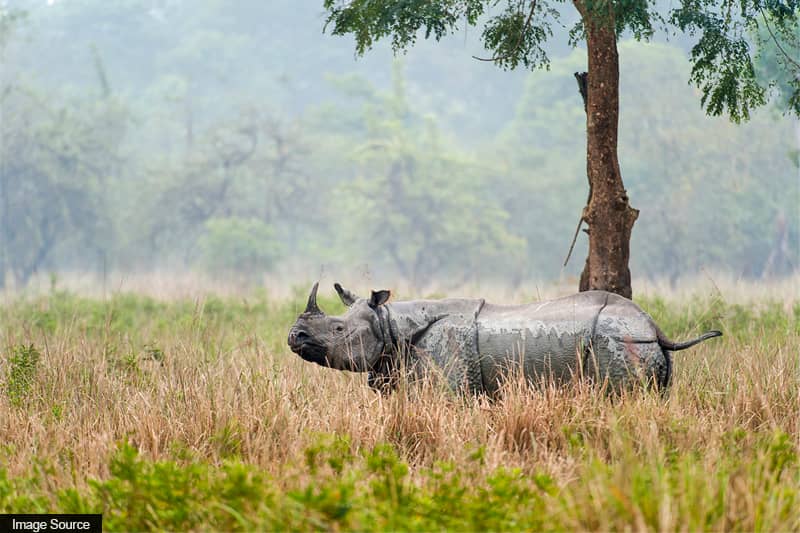 Pobitora national park assam