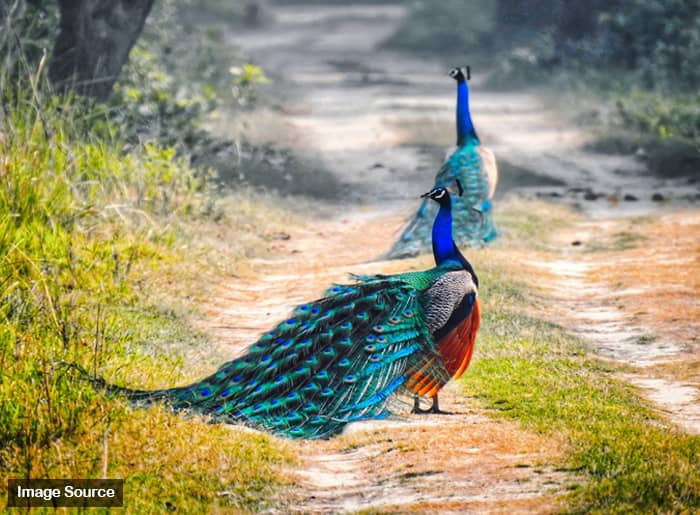 Dudhwa National Park Lakhimpur Birds - Jungletic