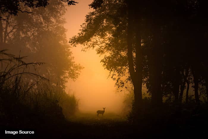 Dudhwa National Park Lakhimpur - Jungletic