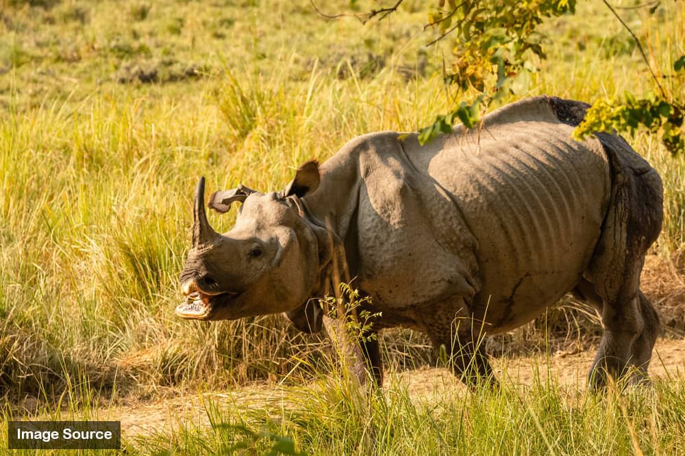 Lakhimpur National Park - Jungletic