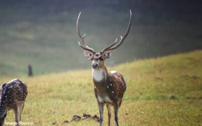 Guide to Bhadra Wildlife Sanctuary Chikmagalur