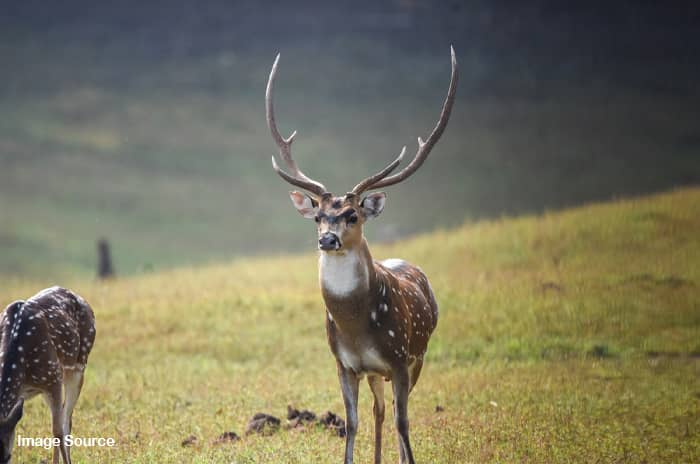 Bhadra Wildlife Sanctuary Chikmagalur