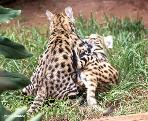 Black footed cat as a pet