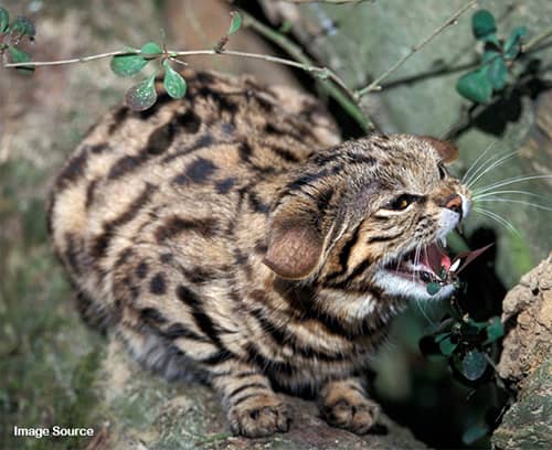 African black footed cat