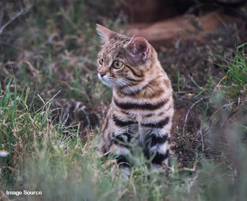 Black Footed Cat Size