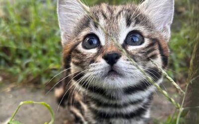 Meet the Black Footed Cat: A Deadly Little Feline