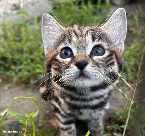 Black footed Cat & Kitten - Jungletic