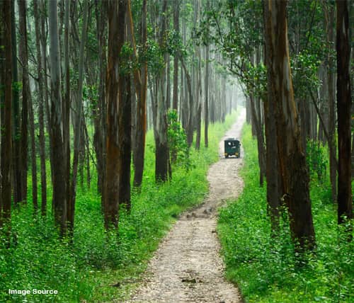 Muthanga Forest Safari