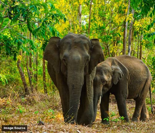 Muthanga Wayanad