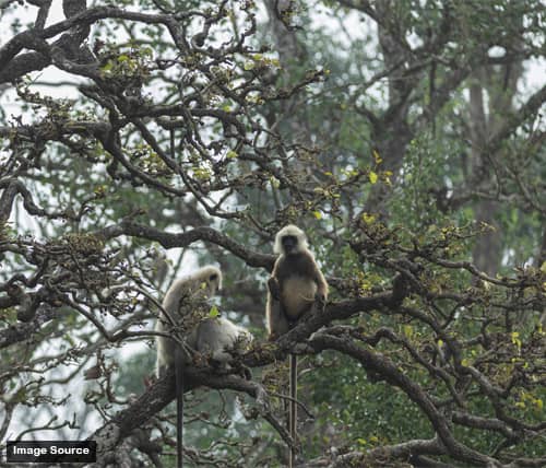 Muthanga Wildlife Sanctuary